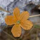 Image of Spanish poppy