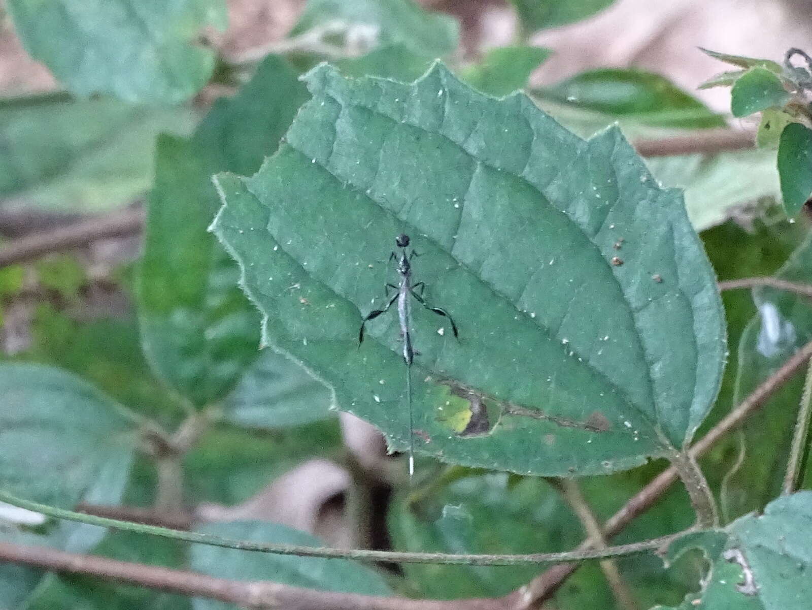 Image of Clematis zeylanica (L.) Poir.