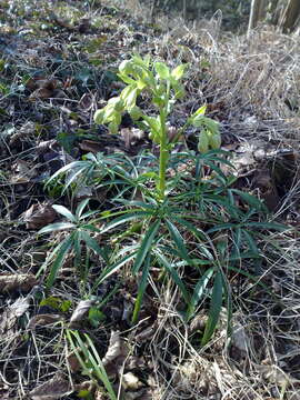 Image of Stinking Hellebore