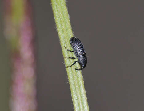 Image of Weevil