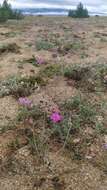 Image de Oxytropis lanata (Pall.) DC.