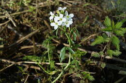 Слика од Cardamine dentata Schult.