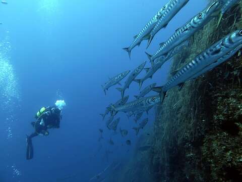 Image of Yellow Barracuda