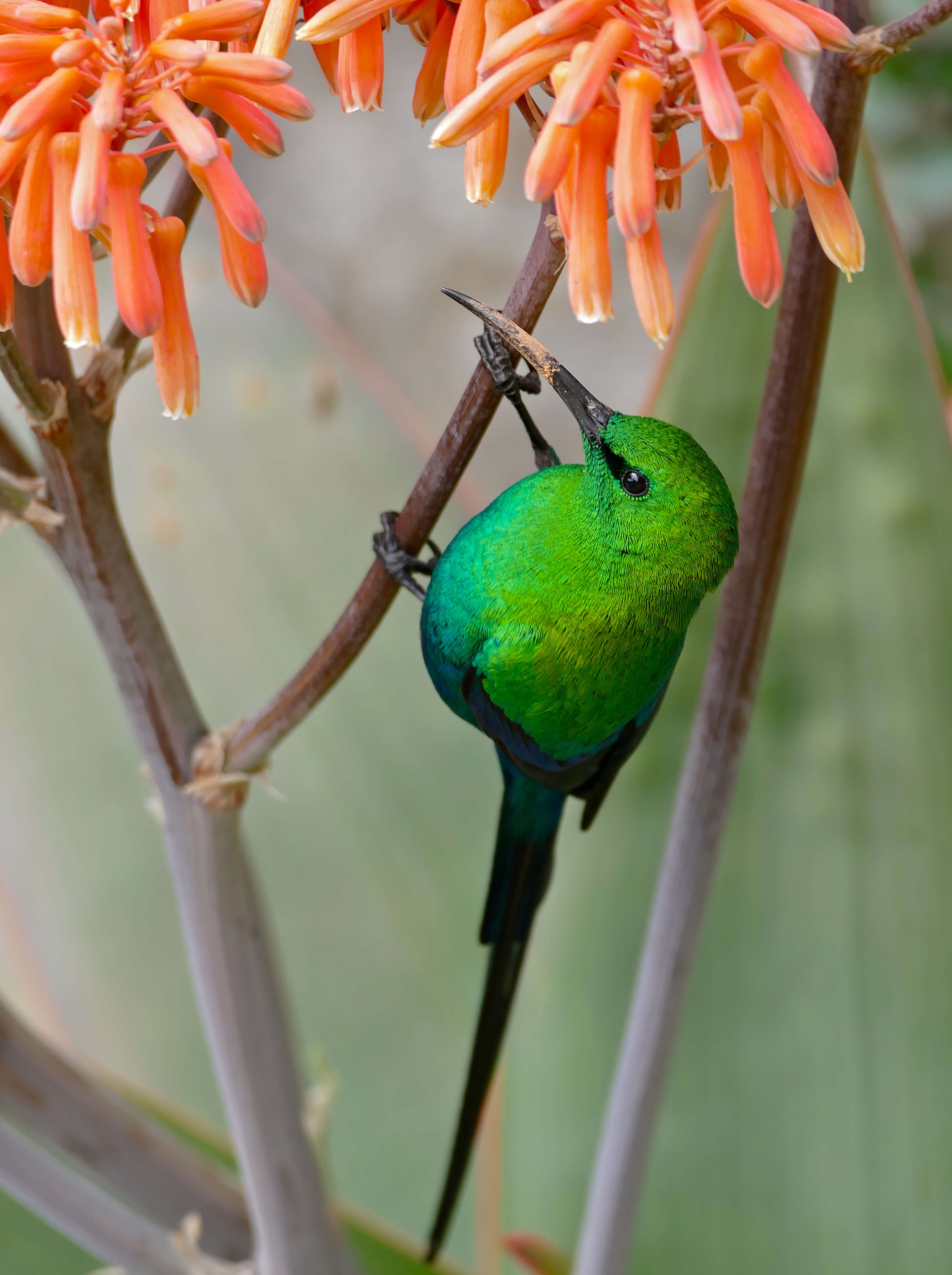 Image of Malachite Sunbird