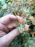 Image of Olearia moschata Hook. fil.