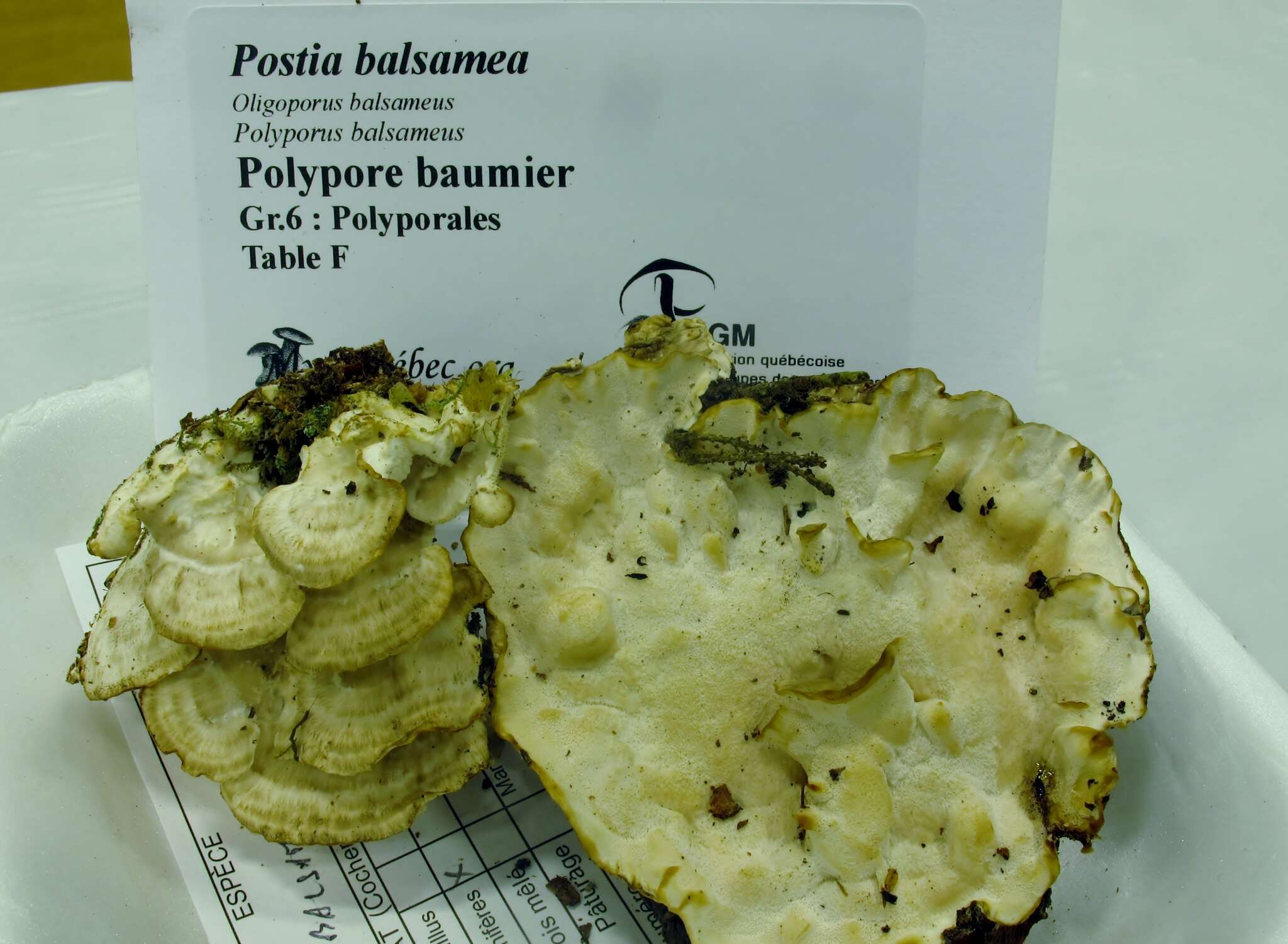 Image of Postia balsamea (Peck) Jülich 1982