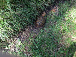 Image of Eastern box turtle