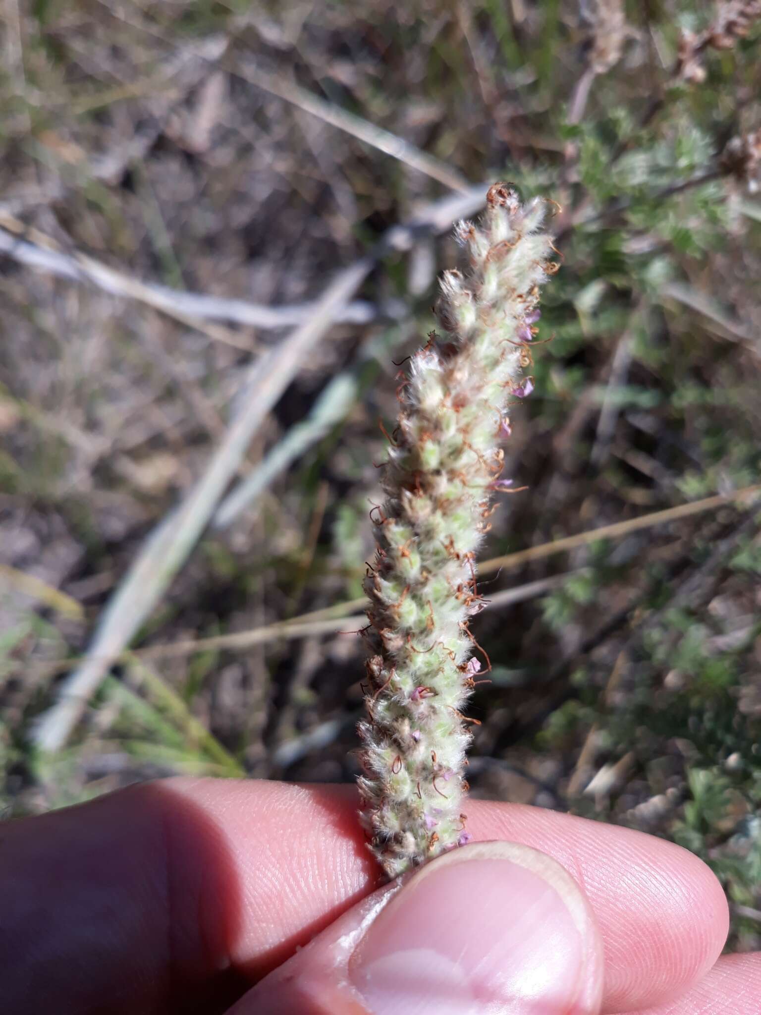 Image of silky prairie clover