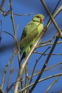 Image of Ring-necked Parakeet