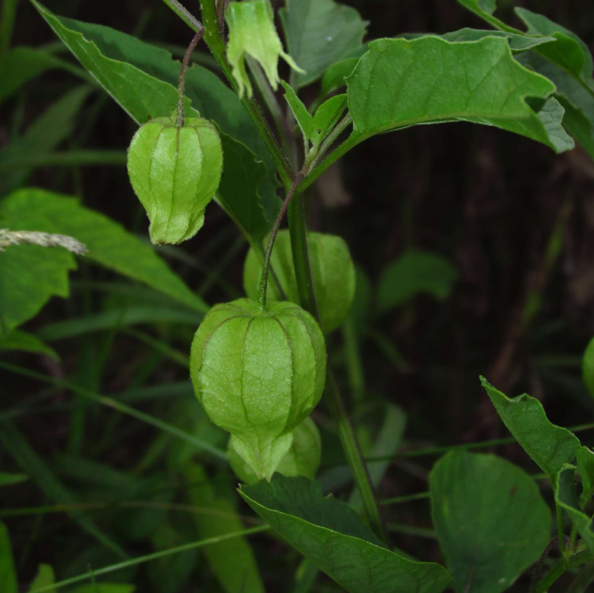 Imagem de Physalis heterophylla Nees