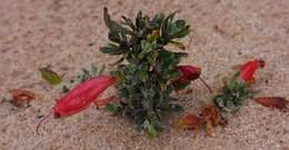 صورة Eremophila glabra subsp. murrayana