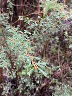 Imagem de Pultenaea scabra R. Br.