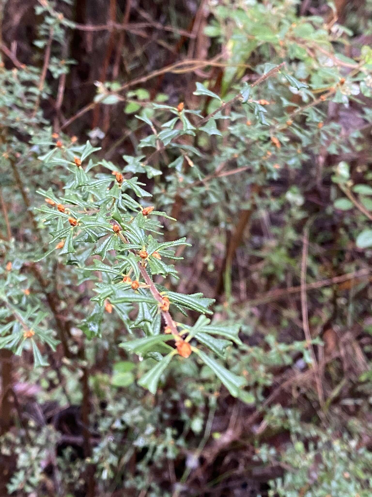 Sivun Pultenaea scabra R. Br. kuva