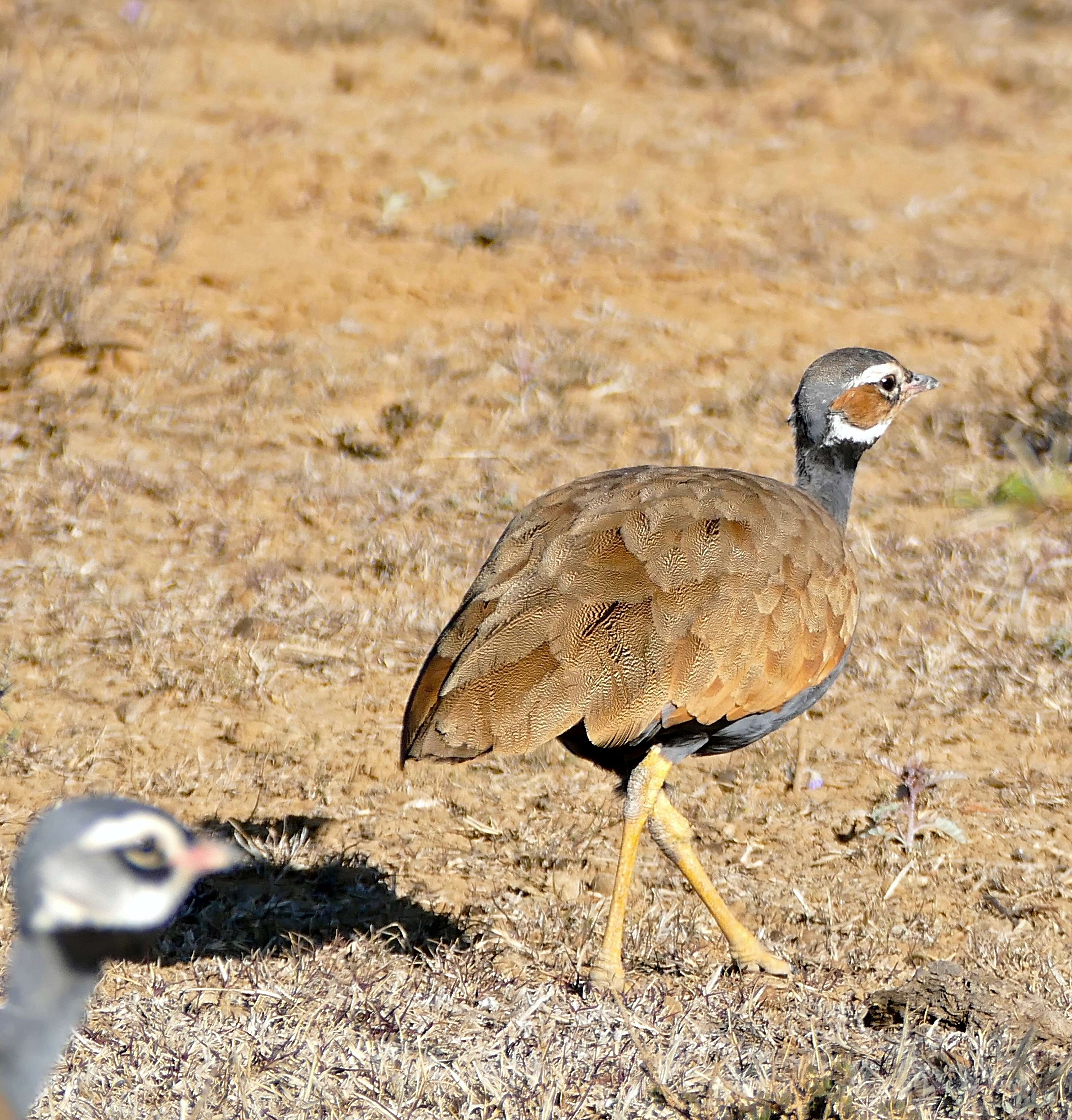 Image of Blue Bustard