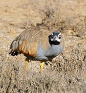 Image of Blue Bustard