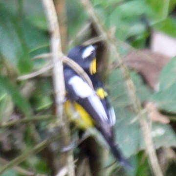 Image of Yellow-rumped Flycatcher