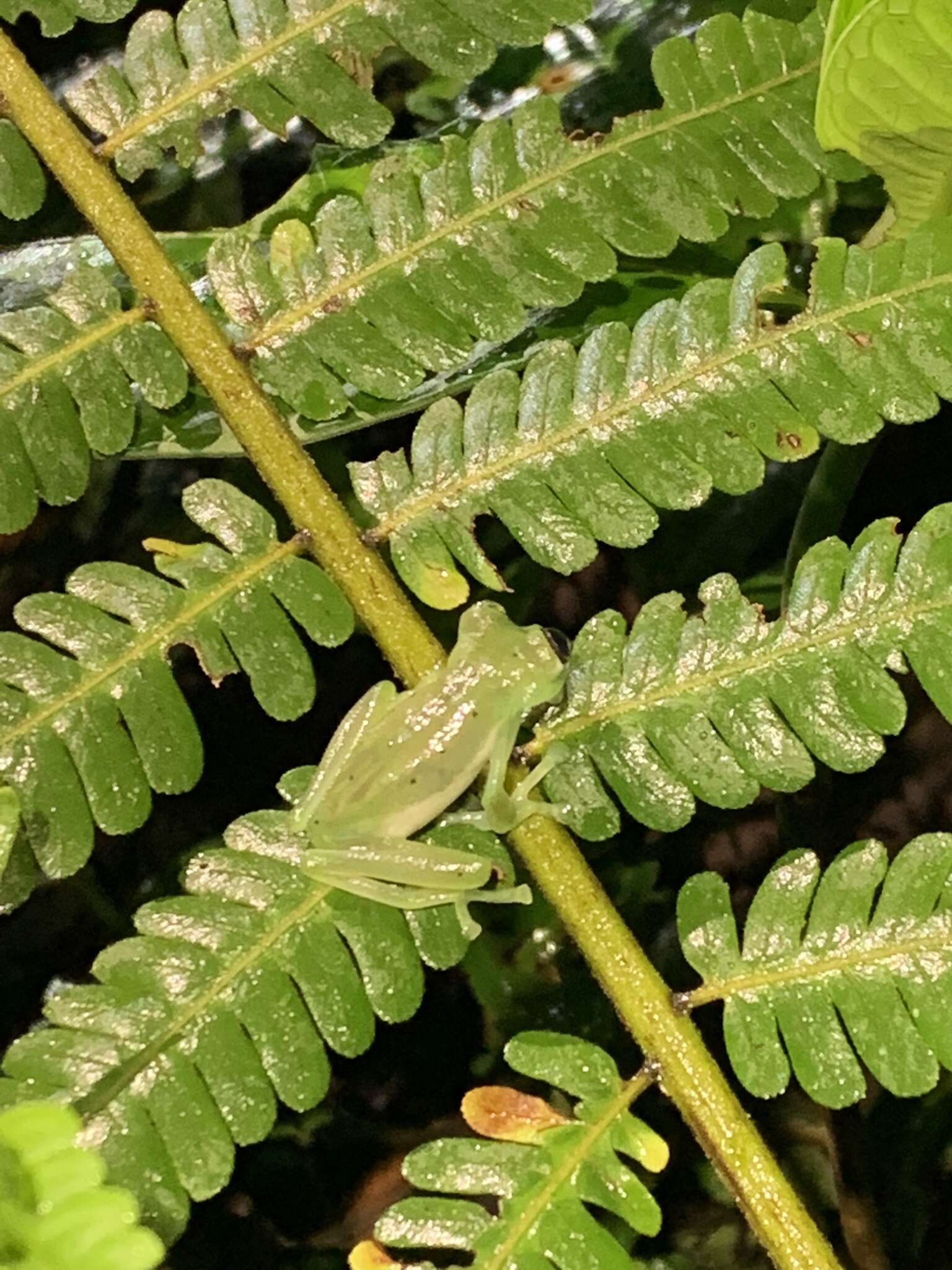 Image of Nymphargus cochranae (Goin 1961)