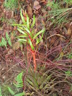 Image of Tillandsia calothyrsus Mez