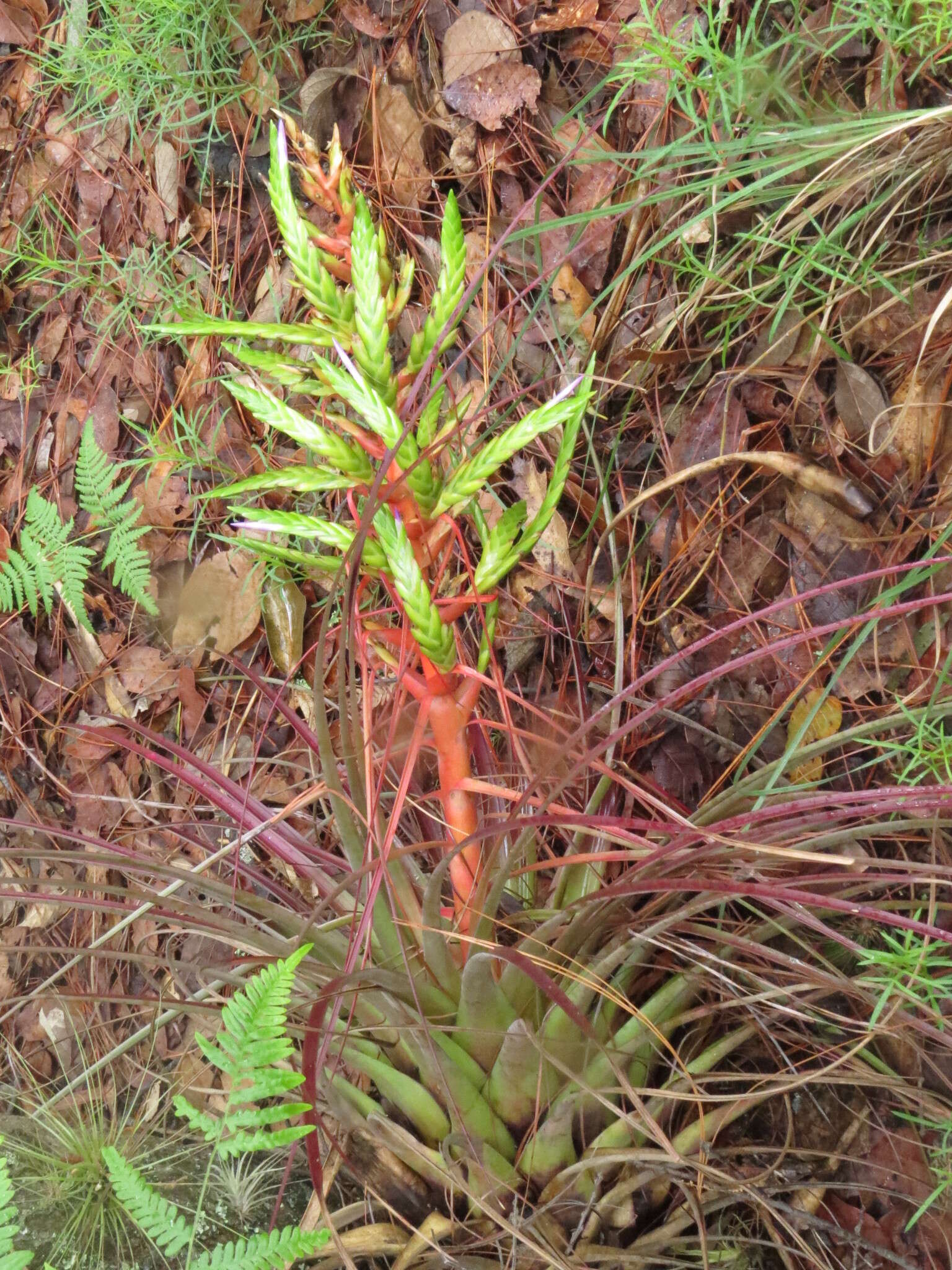 Image de Tillandsia calothyrsus Mez