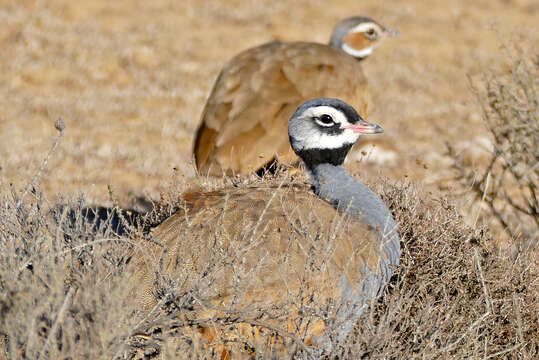 Image of Blue Bustard