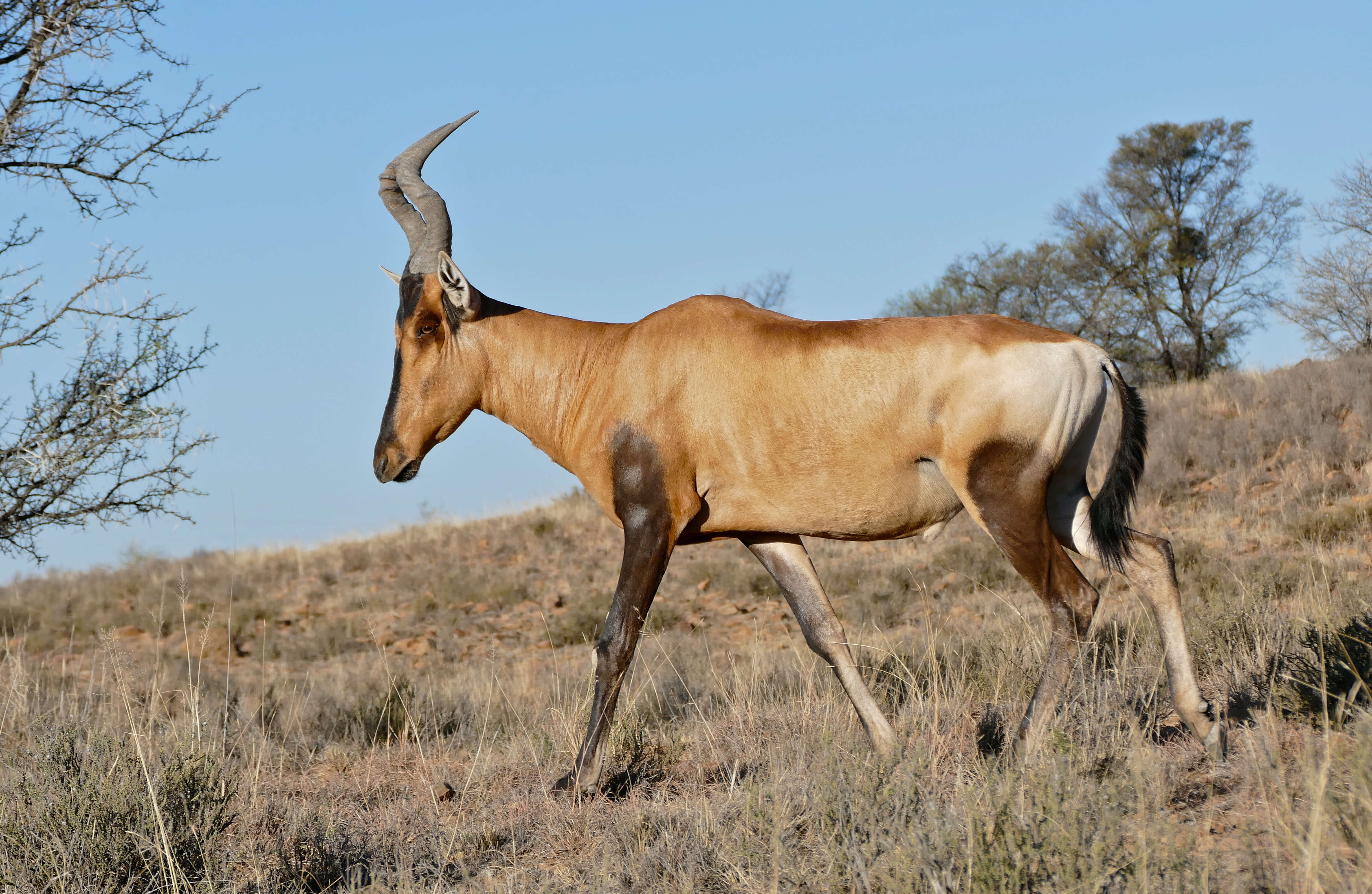 Image of Hartebeest