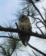 Image of Mexican Spotted Owl