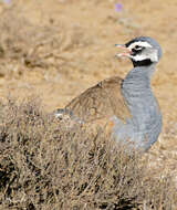 Image of Blue Bustard