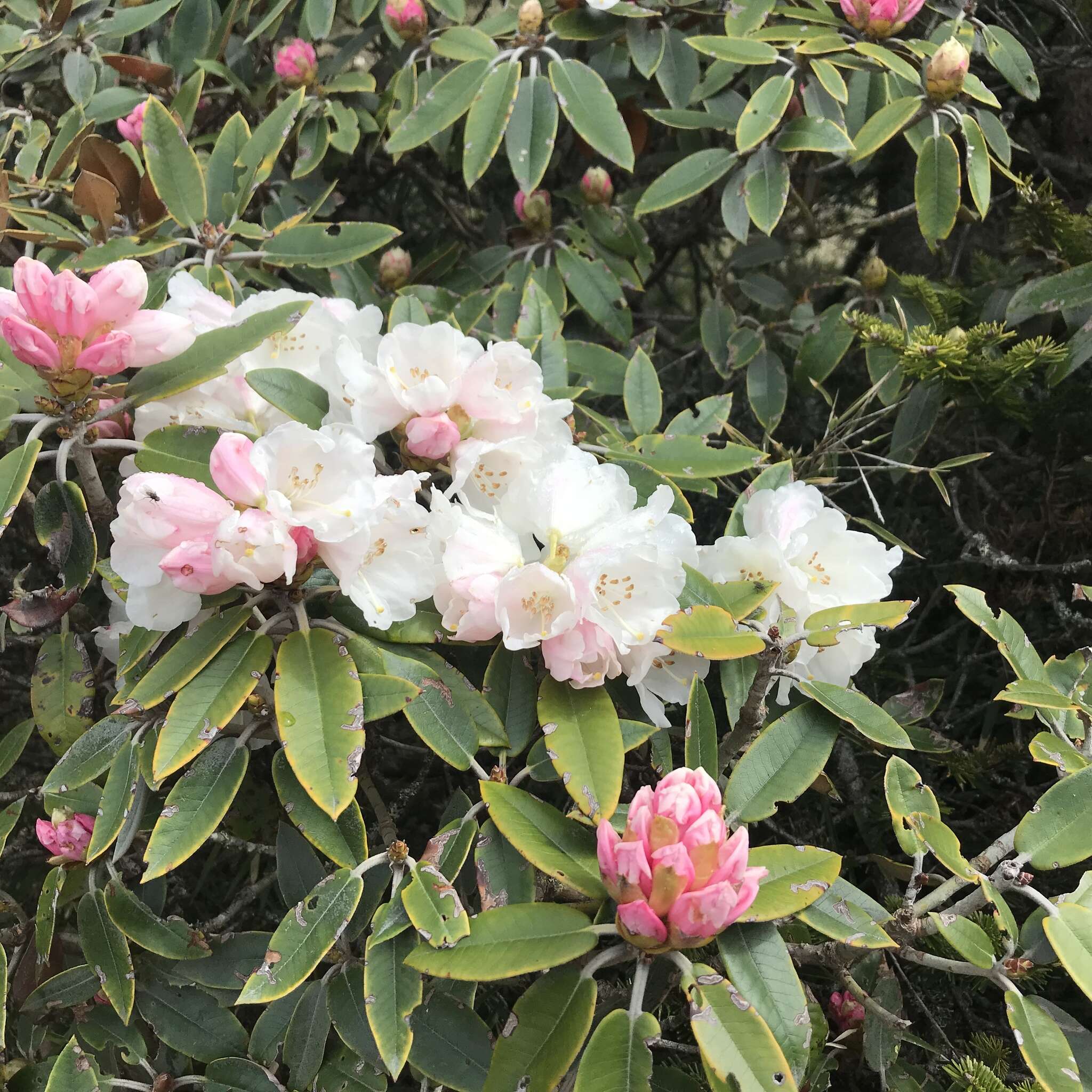 صورة Rhododendron hyperythrum Hayata