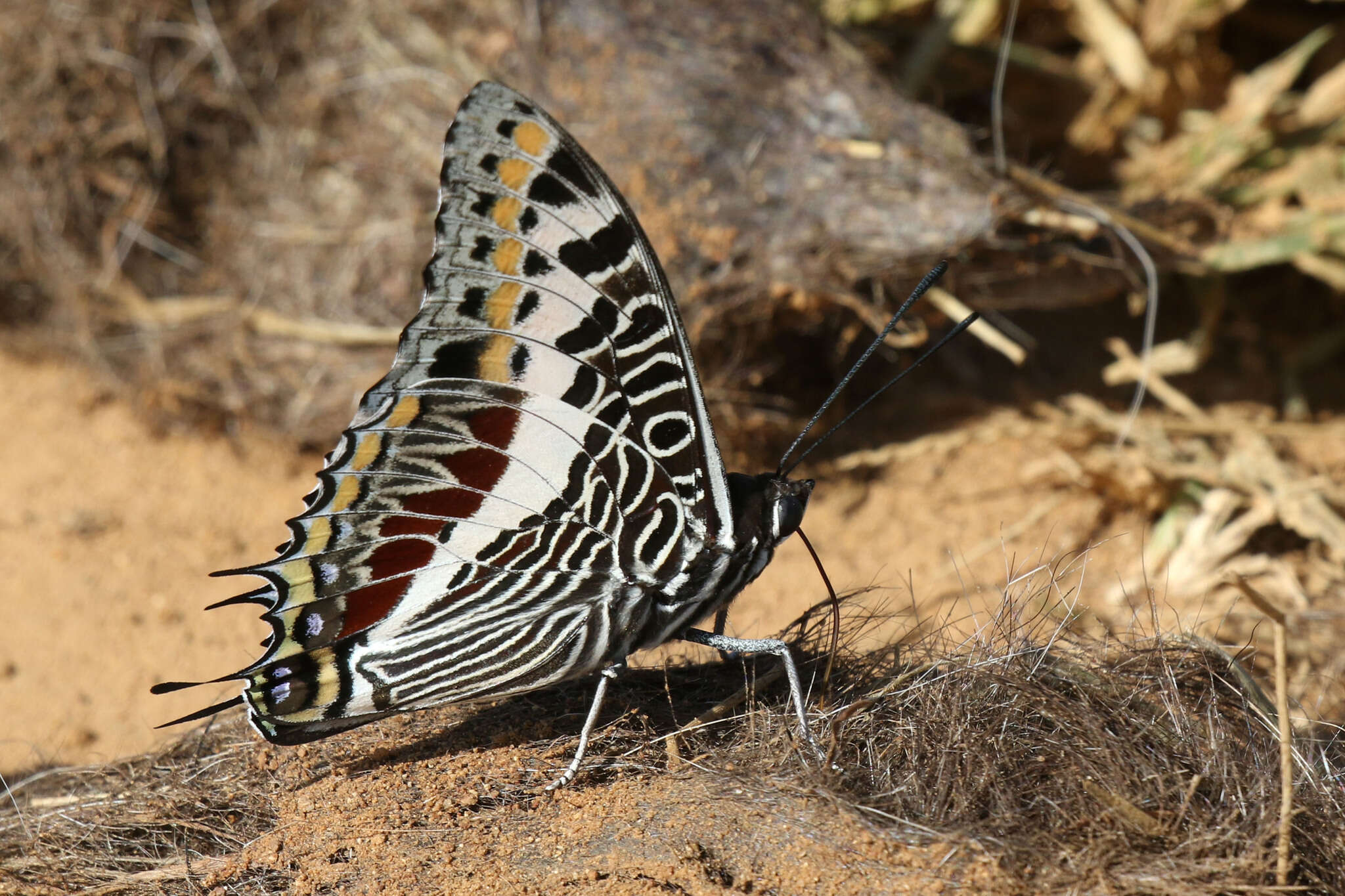 Image of Charaxes castor flavifasciatus Butler 1895