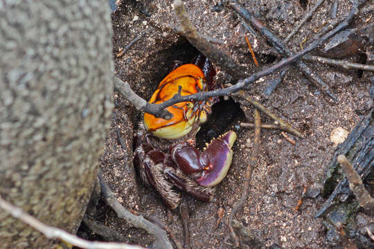 Image of swamp ghost crab