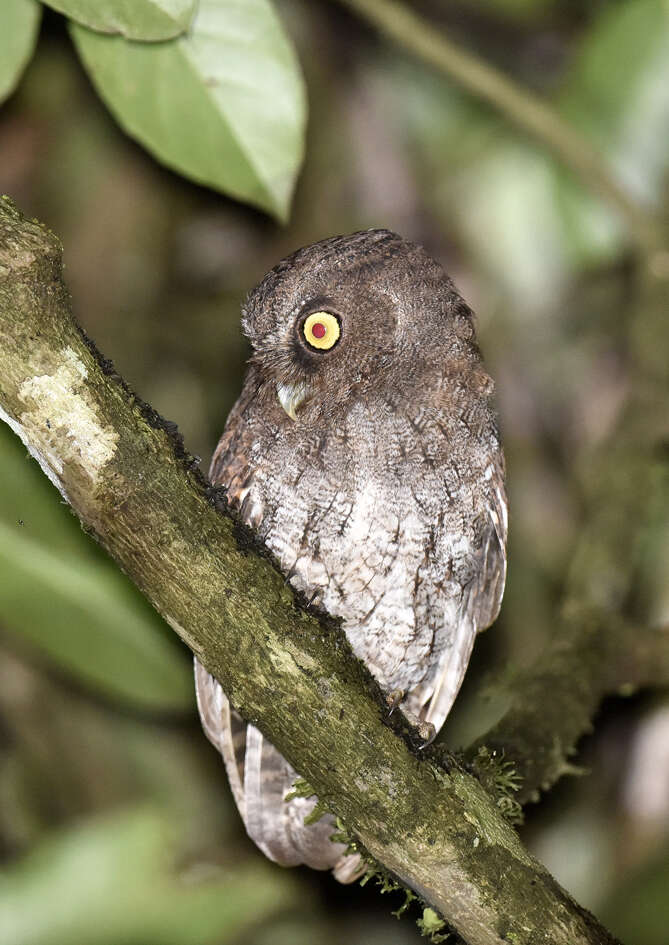 Image of Foothill Screech Owl