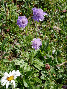 Image of glossy scabious