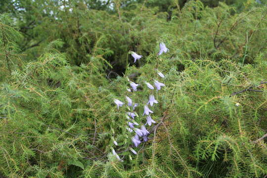 Image of Campanula sarmatica Ker Gawl.