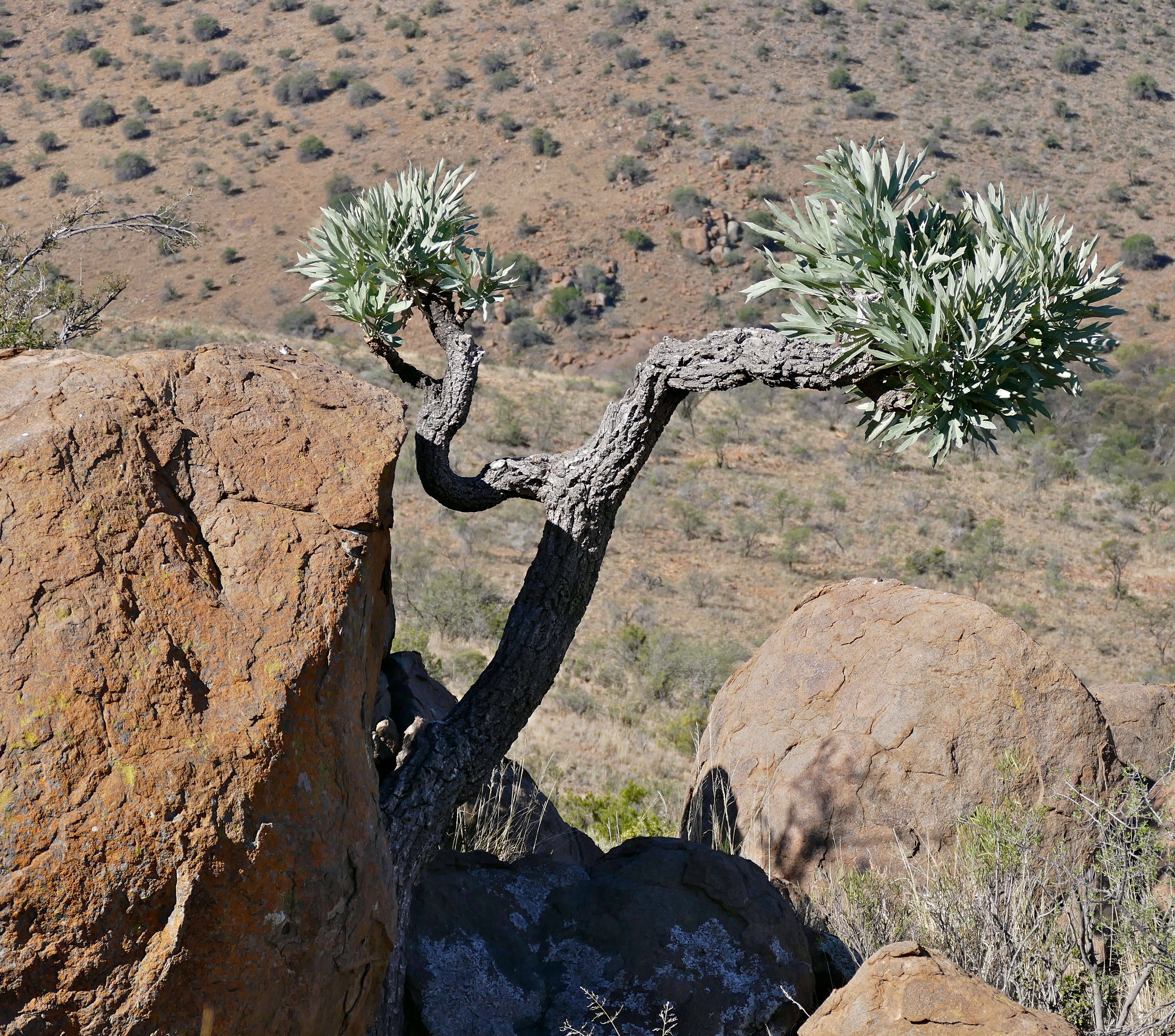 Image of Highveld Cabbage Tree