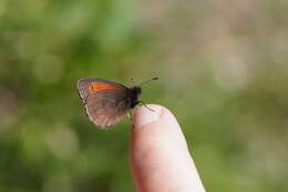 Image of Mnestra’s Ringlet