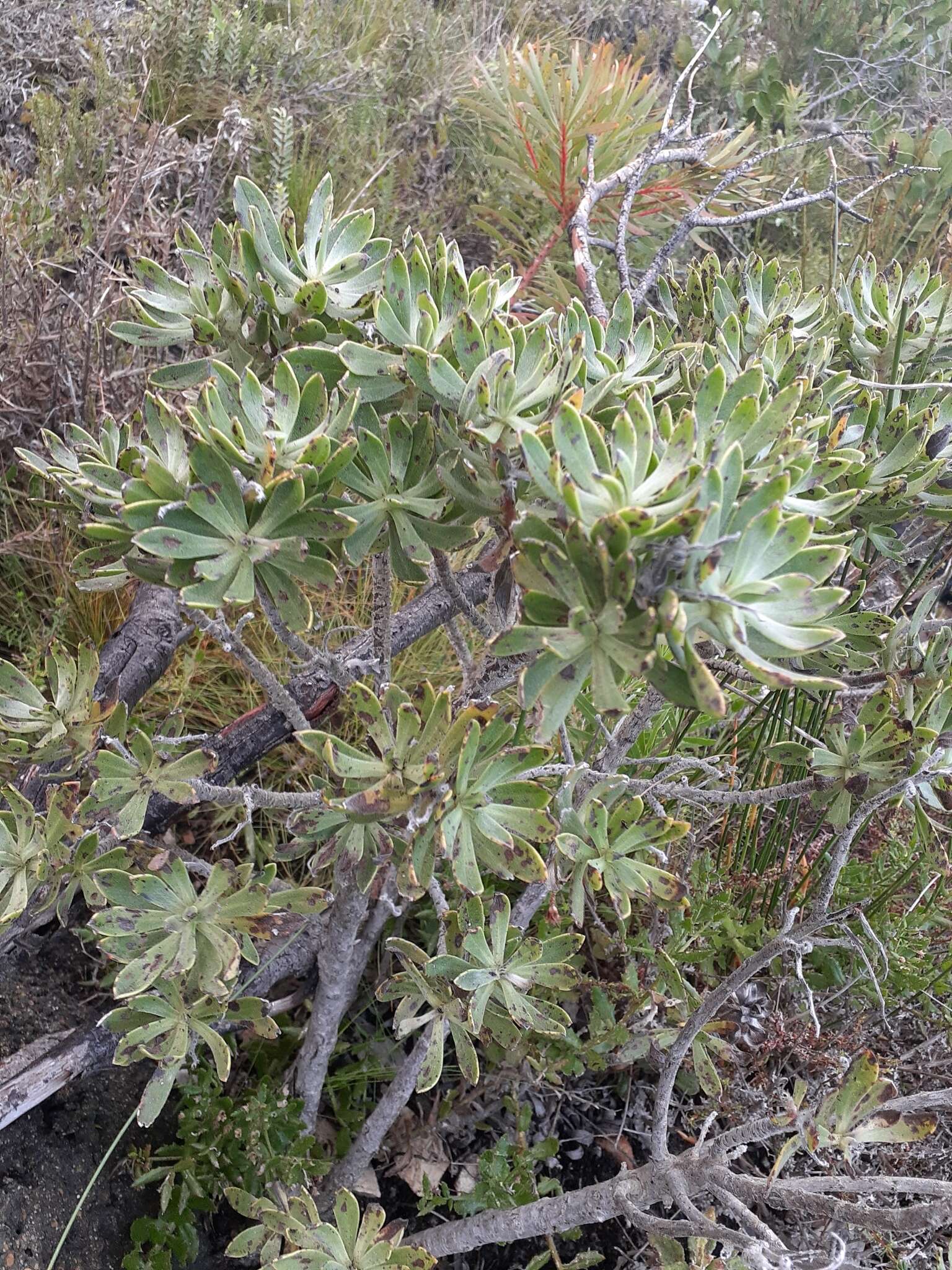 Image of Lobostemon montanus (DC.) Buek