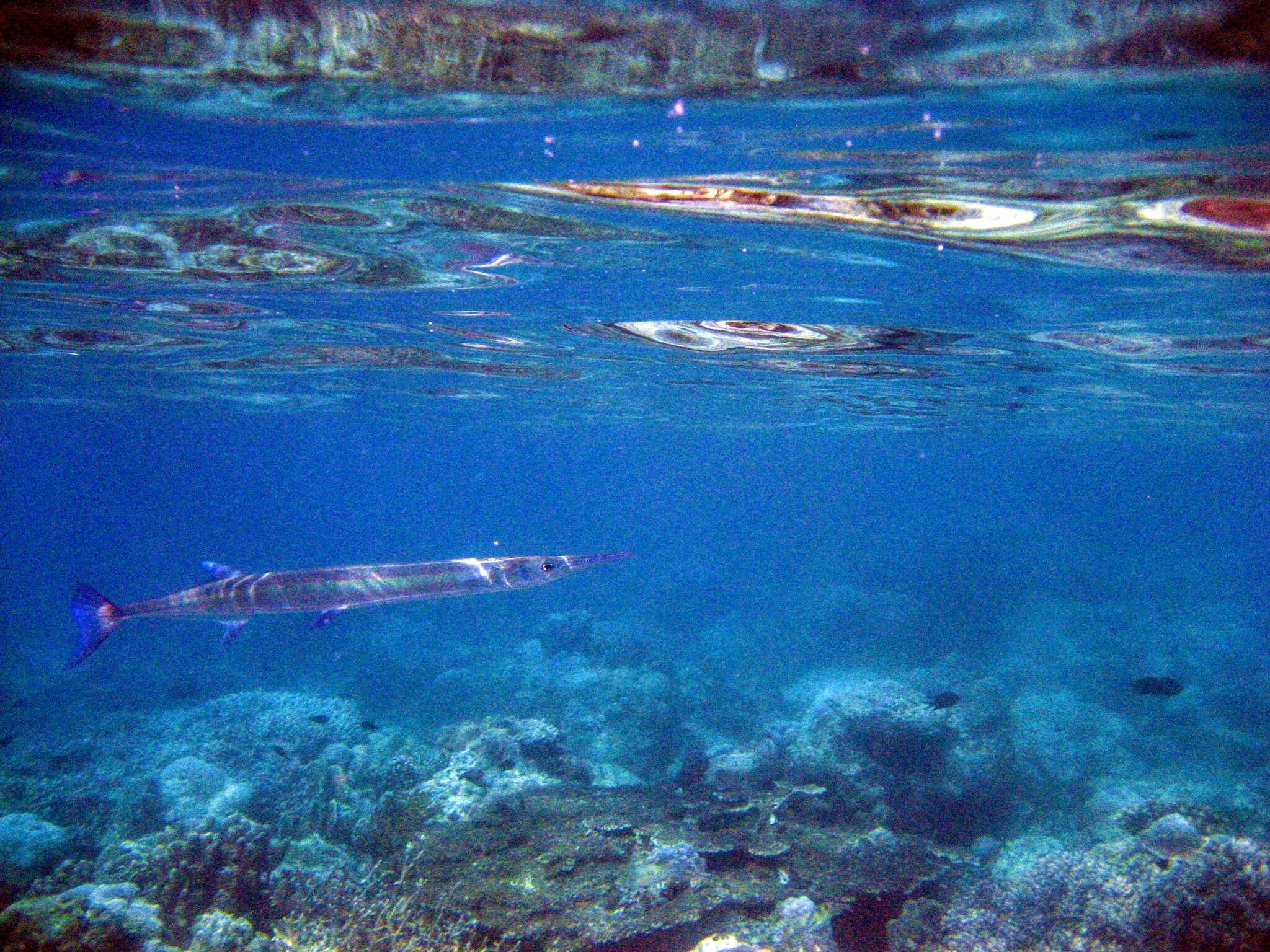 Image of Hound Needlefish