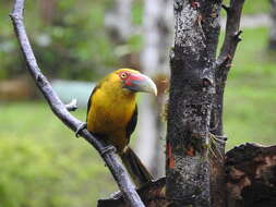 Image of Saffron Toucanet