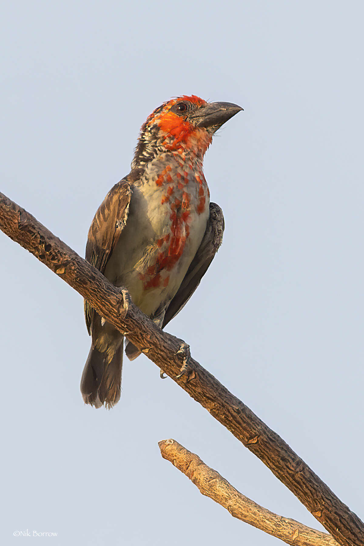 Image of Vieillot's Barbet