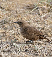 Image of Ant-eating Chat