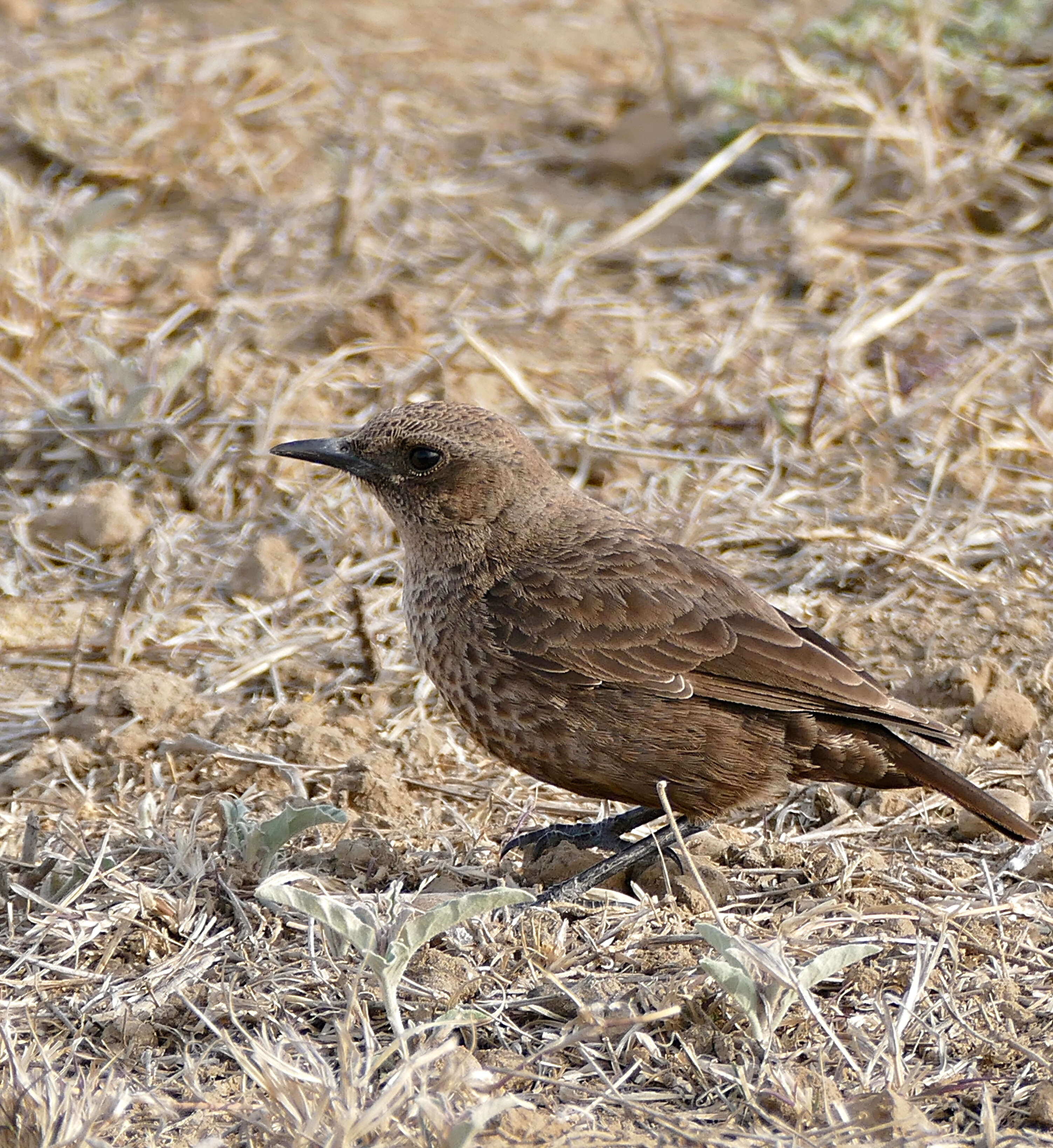 Image of Ant-eating Chat