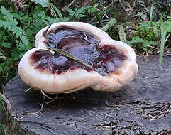 Image of Ganoderma carnosum Pat. 1889