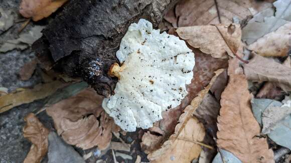 Image of Trametes vernicipes (Berk.) Zmitr., Wasser & Ezhov 2012