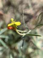 Image of Kern River evening primrose