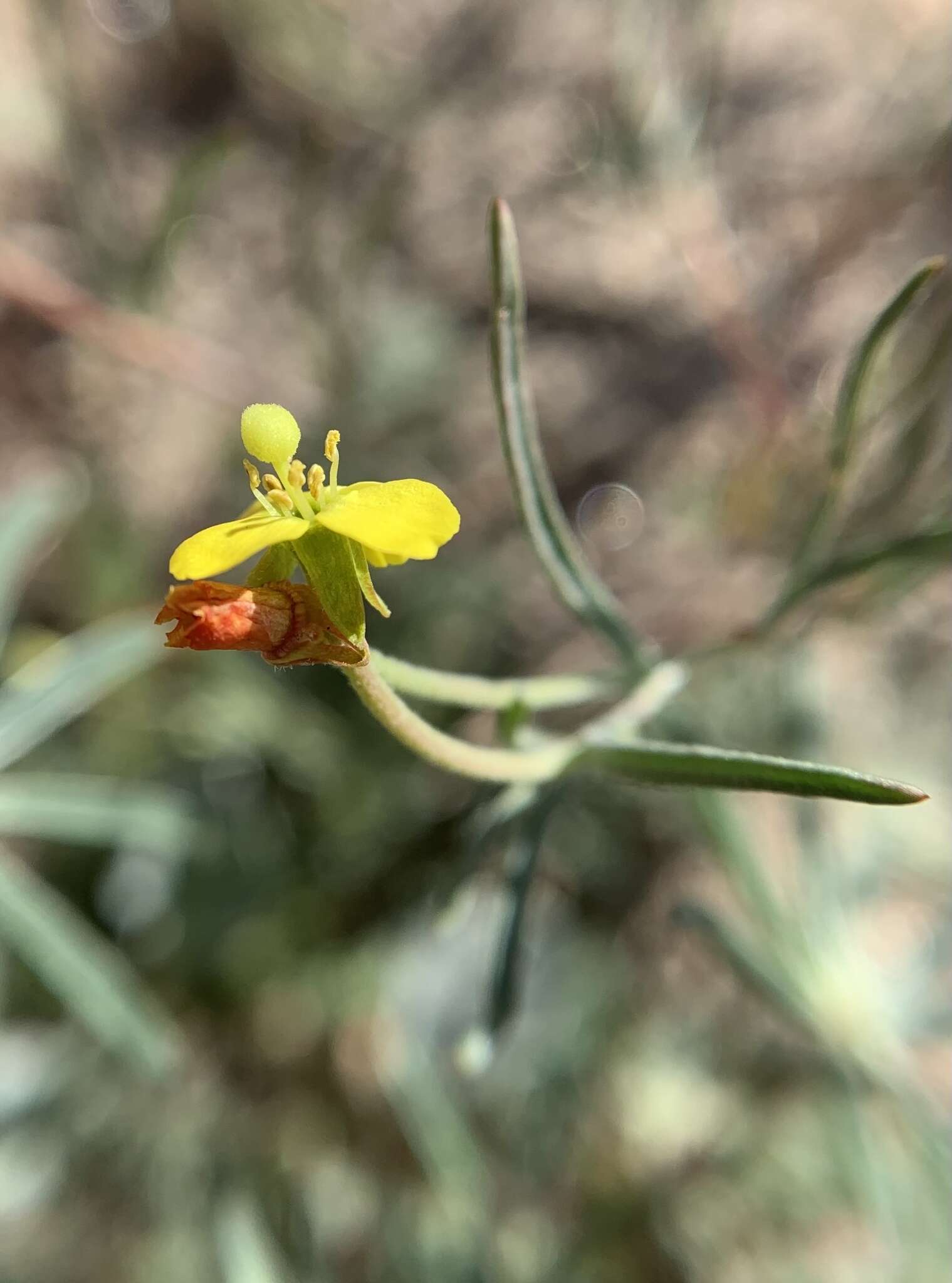 Image of Kern River evening primrose