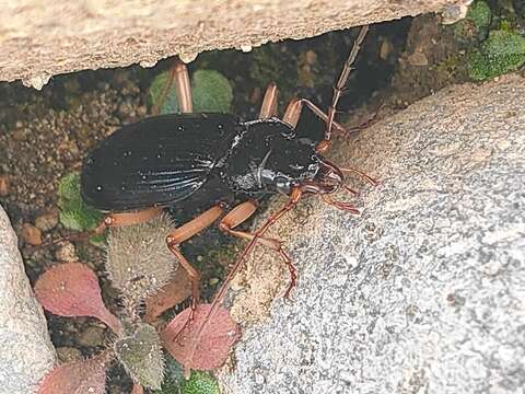 Image of Nebria (Paranebria) macrogona Bates 1873