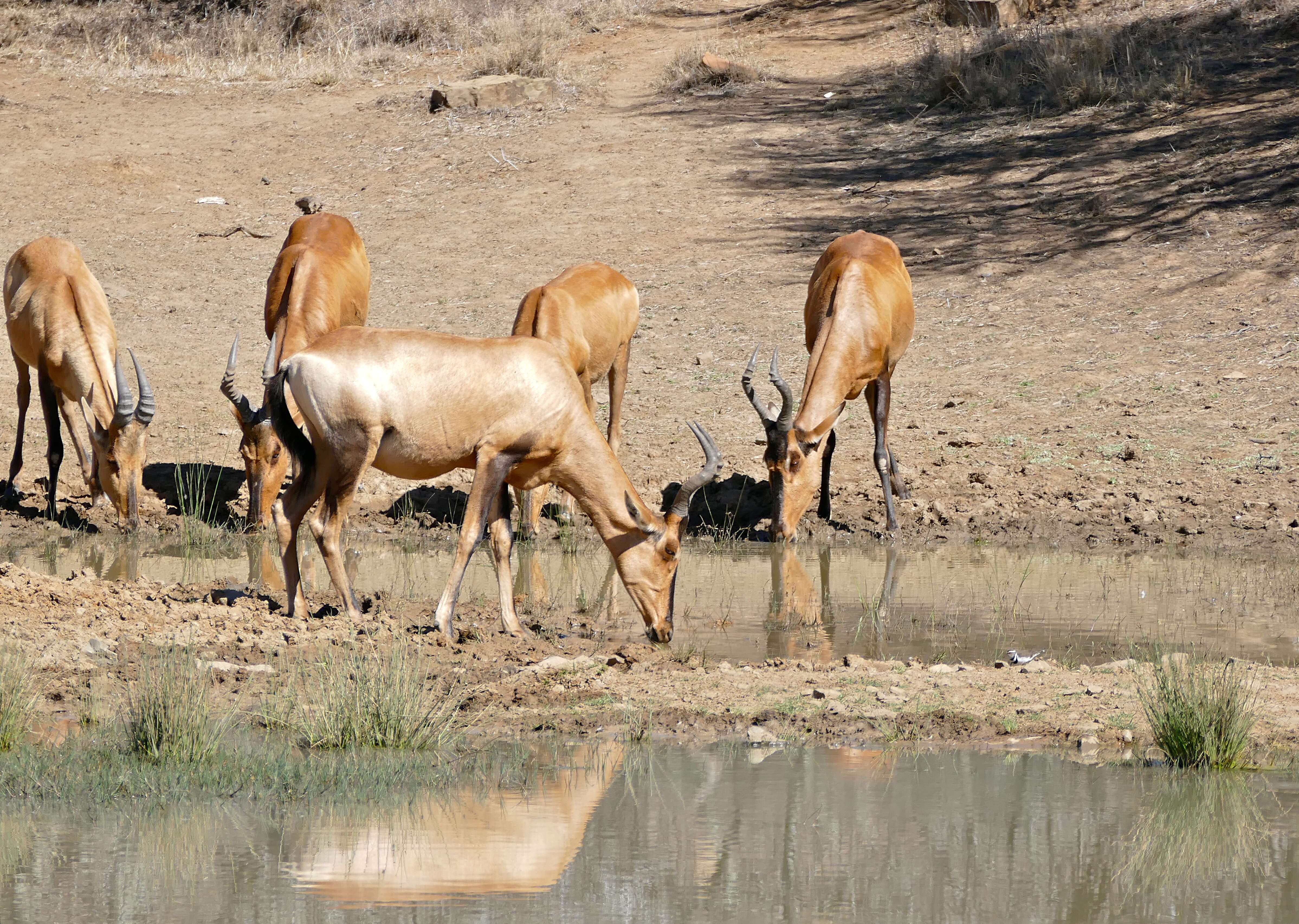 Image of Hartebeest