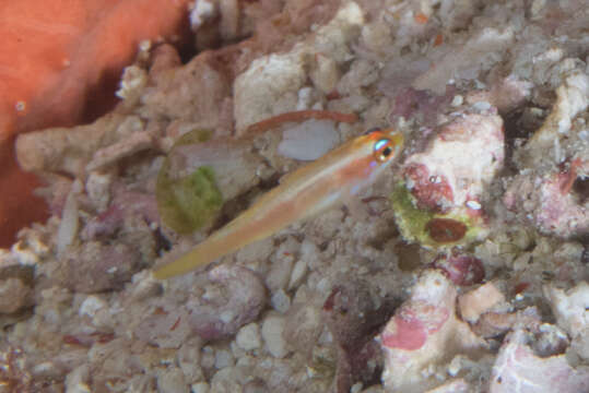 Image of Pale dwarfgoby