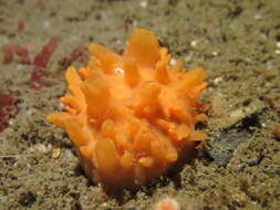 صورة Polymastia boletiformis (Lamarck 1815)