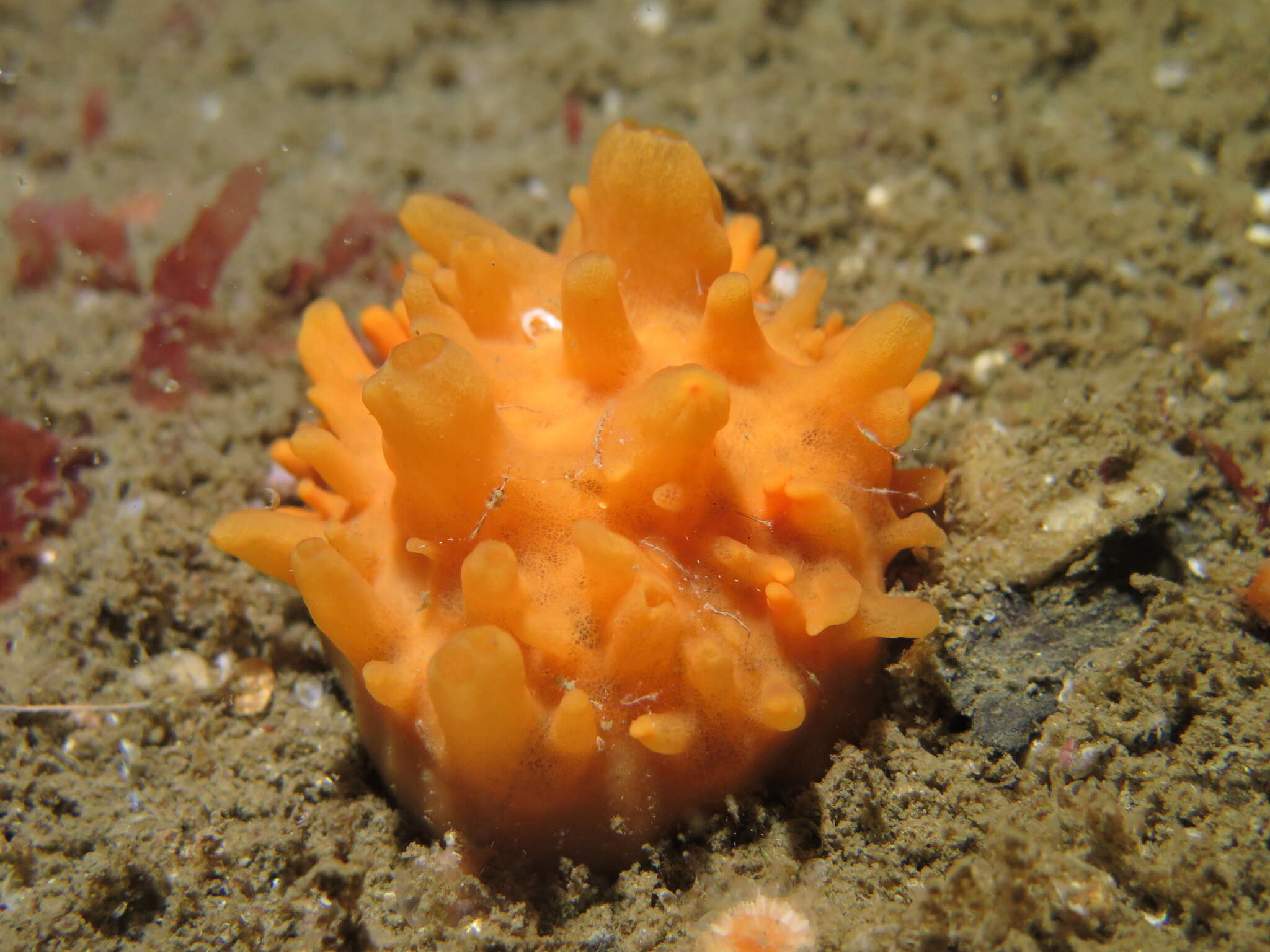 صورة Polymastia boletiformis (Lamarck 1815)